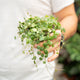 Simegarden Peperomia prostrata grande 11 cm