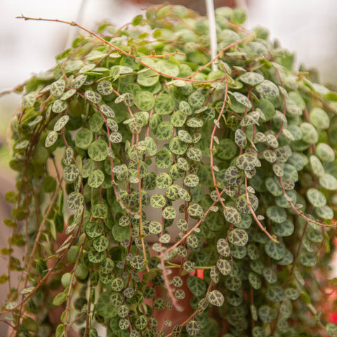 Simegarden Peperomia prostrata grande