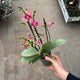 Simegarden Phalaenopsis amorion 12 cm