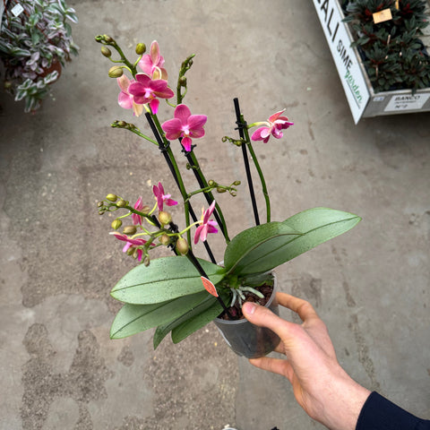 Simegarden Phalaenopsis amorion 12 cm