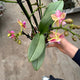 Simegarden Phalaenopsis amorion 12 cm