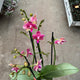 Simegarden Phalaenopsis amorion 12 cm