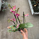 Simegarden Phalaenopsis amorion 12 cm