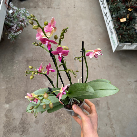 Simegarden Phalaenopsis amorion 12 cm