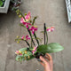 Simegarden Phalaenopsis amorion 12 cm