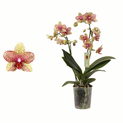 Simegarden Phalaenopsis grosseto 12 cm