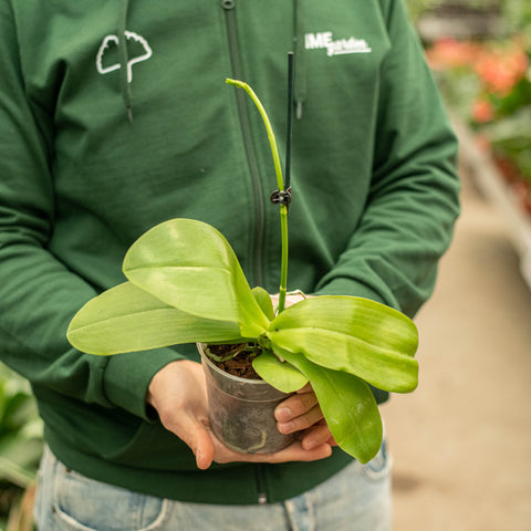 Simegarden Phalaenopsis liodoro 12 cm / 1 / Bocciolata