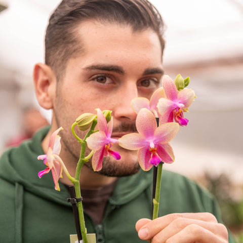 Simegarden Phalaenopsis liodoro 12 cm