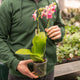Simegarden Phalaenopsis liodoro 12 cm