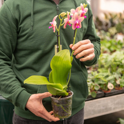 Simegarden Phalaenopsis liodoro 12 cm