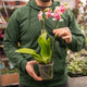 Simegarden Phalaenopsis liodoro 12 cm