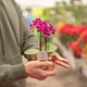 Simegarden Phalaenopsis mini 6 cm