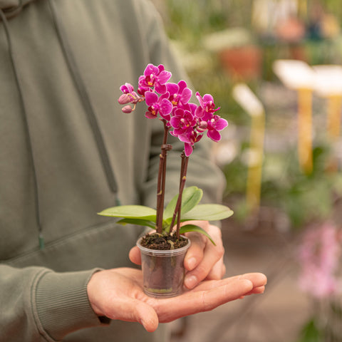 Simegarden Phalaenopsis mini 6 cm