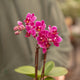 Simegarden Phalaenopsis mini 6 cm
