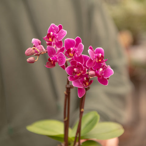 Simegarden Phalaenopsis mini 6 cm