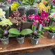 Simegarden Phalaenopsis multiflora 7 cm / Mix / 1-2 steli