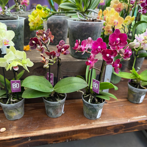 Simegarden Phalaenopsis multiflora 7 cm / Mix / 1-2 steli