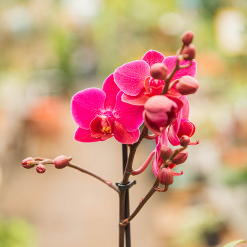 Simegarden Phalaenopsis multiflora 9 cm