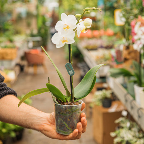 Simegarden Phalaenopsis multiflora 9 cm