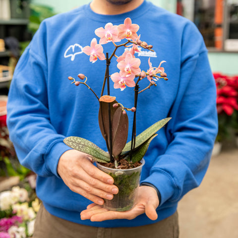 Simegarden Phalaenopsis odorion 12 cm