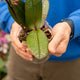 Simegarden Phalaenopsis odorion 12 cm