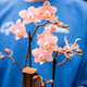 Simegarden Phalaenopsis odorion 12 cm