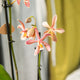 Simegarden Phalaenopsis orange spider 12 cm / 2 steli