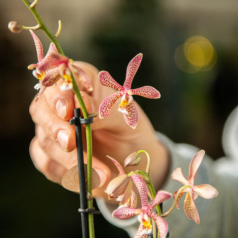 Simegarden Phalaenopsis orange spider 12 cm / 2 steli