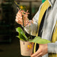 Simegarden Phalaenopsis orange spider 12 cm / 2 steli