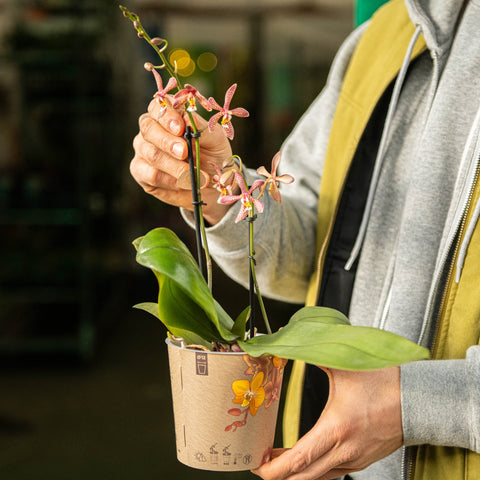Simegarden Phalaenopsis orange spider 12 cm / 2 steli