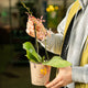 Simegarden Phalaenopsis orange spider 12 cm / 2 steli