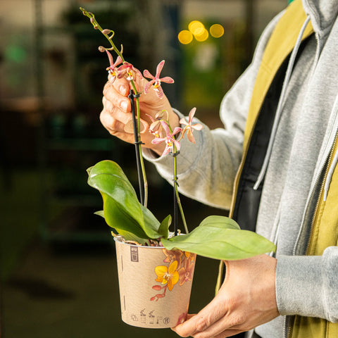 Simegarden Phalaenopsis orange spider 12 cm / 2 steli
