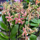 Simegarden Phalaenopsis orange spider 9 cm / 2 steli