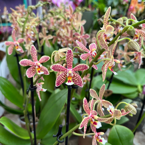 Simegarden Phalaenopsis orange spider 9 cm / 2 steli