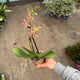 Simegarden Phalaenopsis orange spider 9 cm / 2 steli