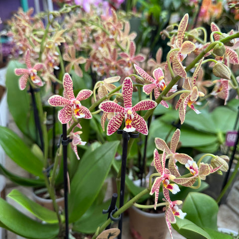 Simegarden Phalaenopsis orange spider 9 cm / 2 steli
