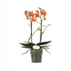 Simegarden Phalaenopsis Paprika 12 cm / 2 steli