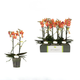 Simegarden Phalaenopsis Paprika 12 cm / 2 steli