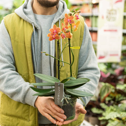 Simegarden Phalaenopsis Paprika 12 cm / 2 steli