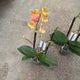Simegarden Phalaenopsis Paprika 12 cm - FINE FIORITURA / 2 steli