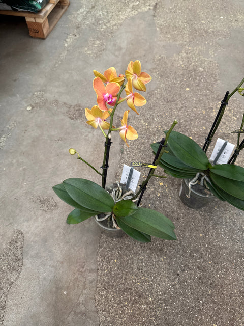 Simegarden Phalaenopsis Paprika 12 cm - FINE FIORITURA / 2 steli