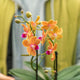 Simegarden Phalaenopsis Paprika