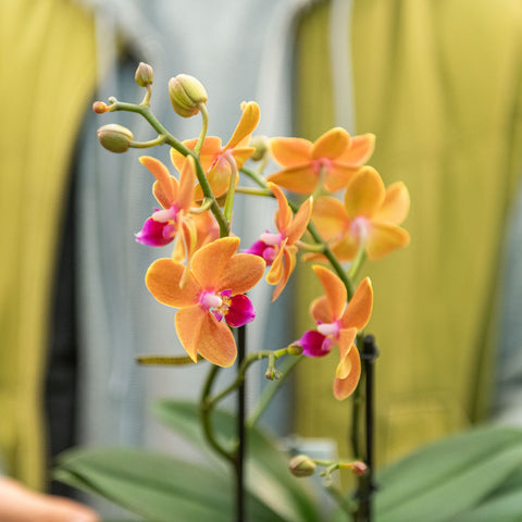 Simegarden Phalaenopsis Paprika