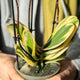 Simegarden Phalaenopsis variegata 12 cm