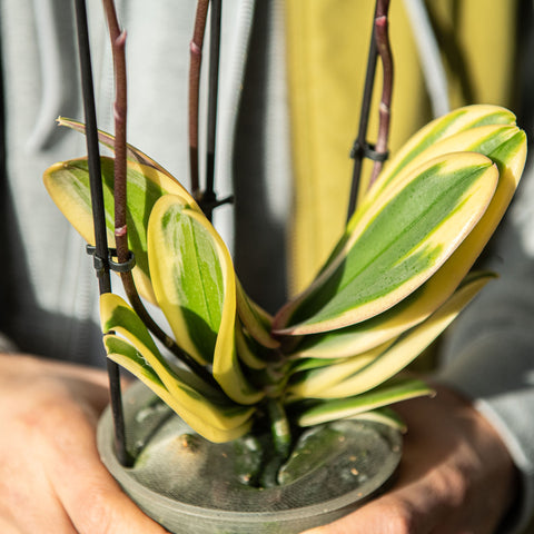 Simegarden Phalaenopsis variegata 12 cm