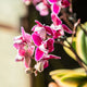 Simegarden Phalaenopsis variegata 12 cm