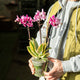 Simegarden Phalaenopsis variegata 12 cm