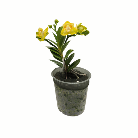 Simegarden Phalaenopsis yaphon Perbalm 12 cm / 1-2 / In fioritura