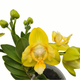 Simegarden Phalaenopsis yaphon Perbalm 12 cm / 1-2 / In fioritura
