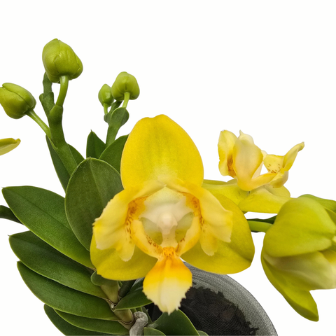 Simegarden Phalaenopsis yaphon Perbalm 12 cm / 1-2 / In fioritura